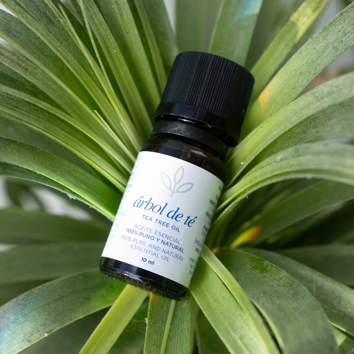 Aceite esencial Árbol del té - 10ml